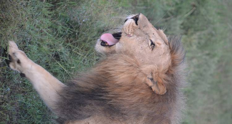 Safari ultime au Zimbabwe et au Botswana - Local Safaris 9