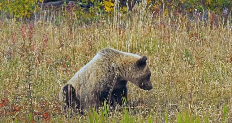 Grizzlis, glaciers, aventures routières - EPIC NORTH Tour Experiences Inc. 4
