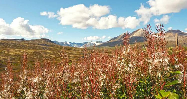 Grizzlis, glaciers, aventures routières - EPIC NORTH Tour Experiences Inc. 6