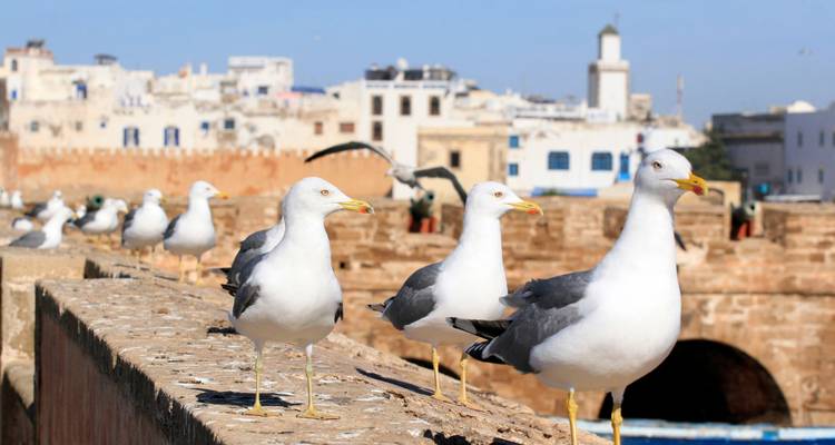Möwen, die auf einer Mauer ruhen, mit historischer Architektur im Hintergrund.