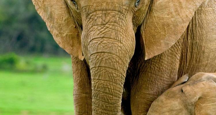 Safari de 7 días por lo mejor de Tanzania y Kenia - Professional Safari Africa 1