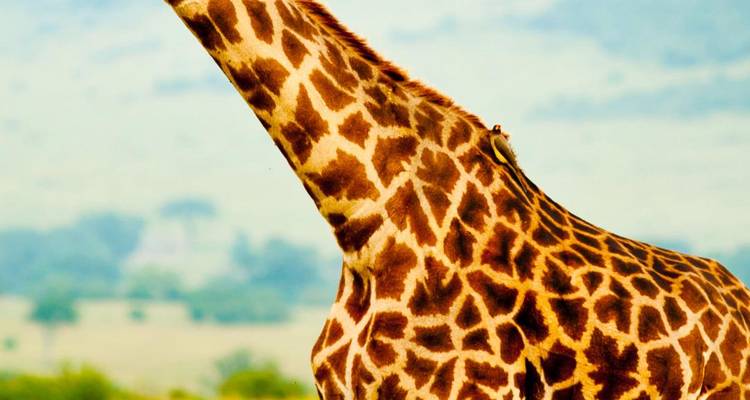Safari de 7 días por lo mejor de Tanzania y Kenia - Professional Safari Africa 4