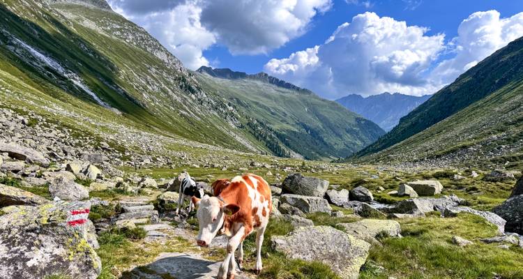 Las vacas lecheras caminan por un sendero alpino rocoso en un valle verde empinado bajo nubes dramáticas.