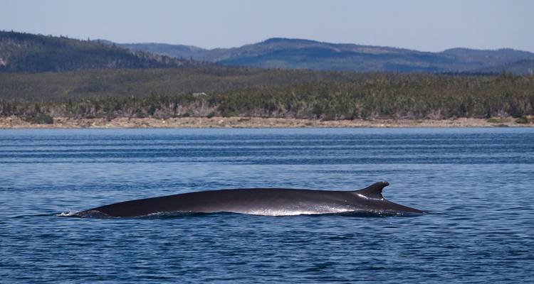 Grote walvis die net onder het kalme oceaanoppervlak langs een met bos begroeide kustlijn glijdt