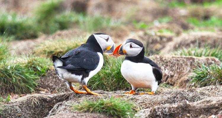 Dos frailecillos interactuando en terreno herboso.
