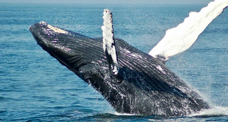 A humpback whale breaching out of the water, showing its black and white patterns against the ocean.