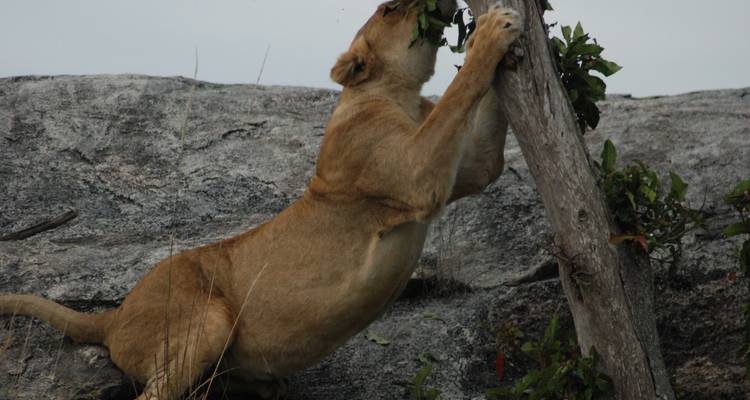 Du Cap aux chutes Victoria 22 jours en Overlanding - Africa Travel Co. 6