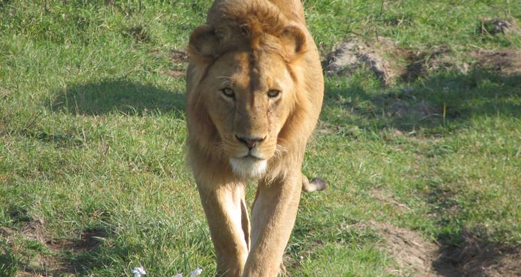 Du Cap aux chutes Victoria 22 jours en Overlanding - Africa Travel Co. 9