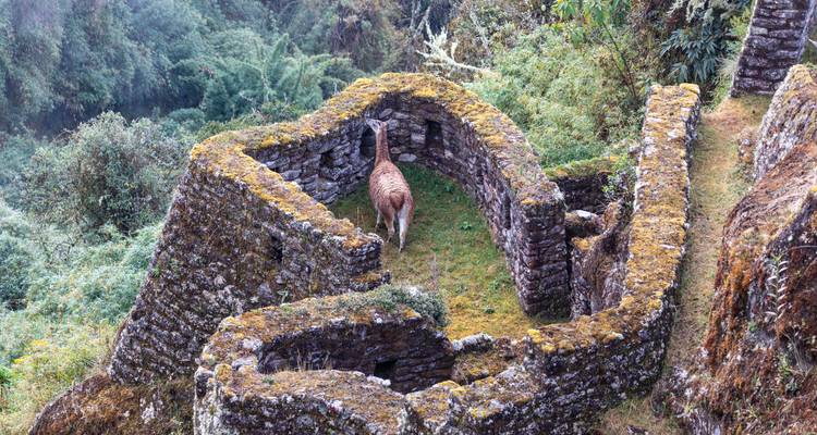Trek along the Inca Trail & Machu Picchu - 7 Days - Valencia Travel Cusco 6