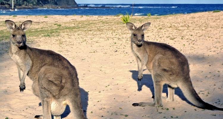 Kangaroo hoppers & East Coast - DERTOUR 6