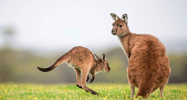Känguru und Jungtier in einem grasbewachsenen Feld mit malerischem Hintergrund.