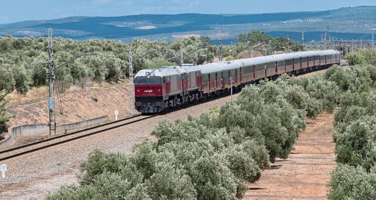 Een trein die door een olijfboomgaardlandschap reist