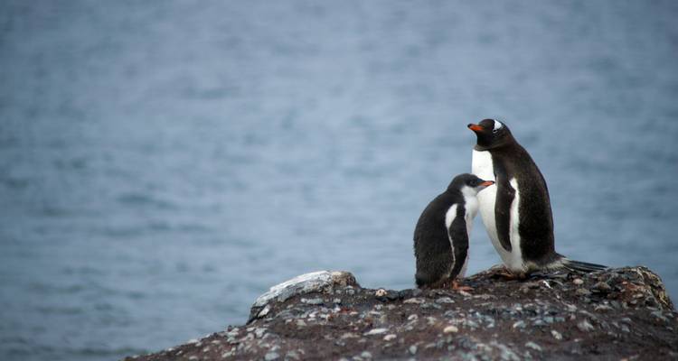 Antarctica's Ross Sea: Majestic Ice & Wildlife 2026 - 24 Days (from Hobart to Dunedin) - Scenic Luxury Cruises & Tours 7
