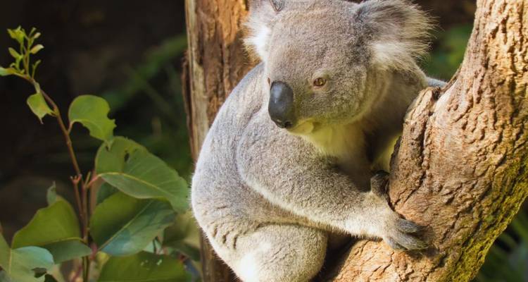 Best of Sydney & the Great Barrier Reef - Australia and New Zealand Travel Company 7