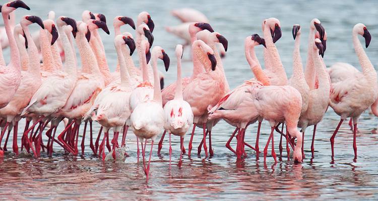 Groep flamingo's staand in het water.