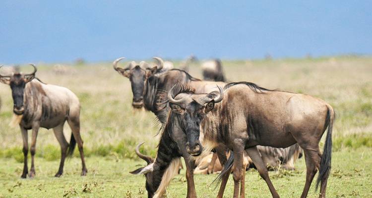 Gnoes grazend in een open grasland.