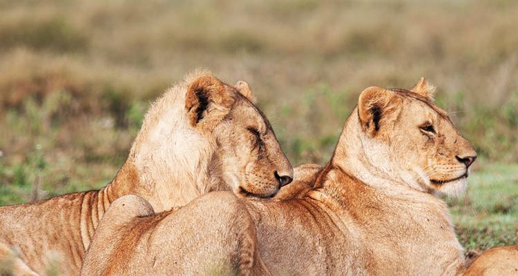 Leeuwen die samen liggen in een grazig veld.
