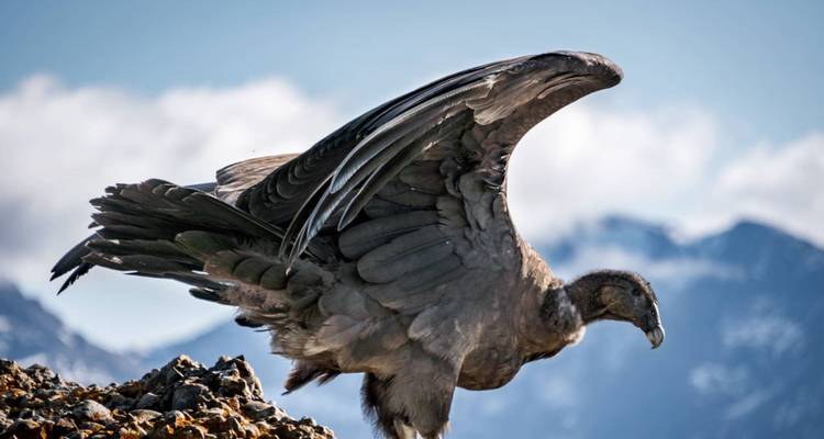 Der Andenkondor breitet seine kräftigen Flügel auf einer felsigen Sitzstange aus, während schneebedeckte Gipfel verschwommen im Hintergrund erscheinen.