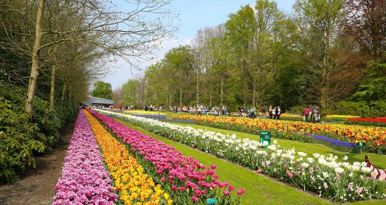 Tulip Time Rhine River Cruise - Tours of Distinction 6