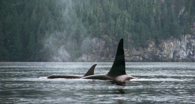 Excursión guiada en profundidad de 8 días por la Isla Norte de Vancouver desde Campbell River - Mosaic Earth Travel 1