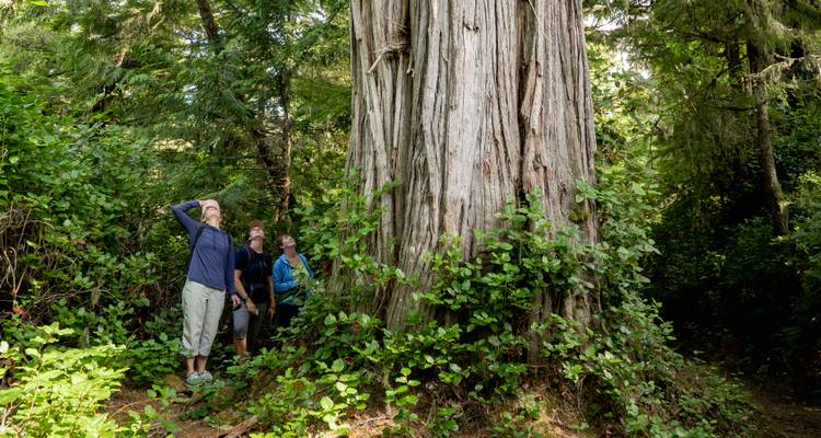 Excursión guiada en profundidad de 8 días por la Isla Norte de Vancouver desde Campbell River - Mosaic Earth Travel 6