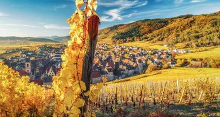 Alsace: land of tradition and gastronomy - BOHEME - CroisiEurope River Cruises 3