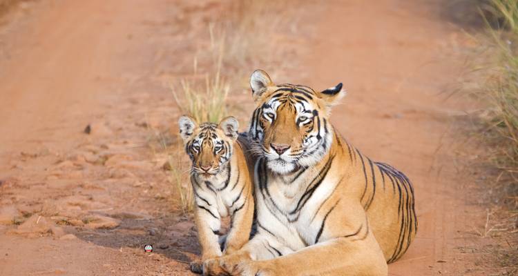 7 Day Golden Triangle Tour with Train Ride and Tigers - Delhi Agra Jaipur Ranthambore Tour - Joyful Holidays 2