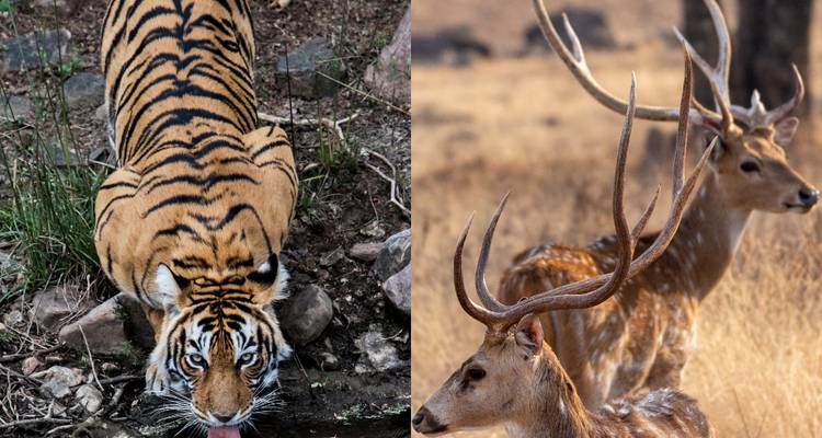 7 Day Golden Triangle Tour with Train Ride and Tigers - Delhi Agra Jaipur Ranthambore Tour - Joyful Holidays 7