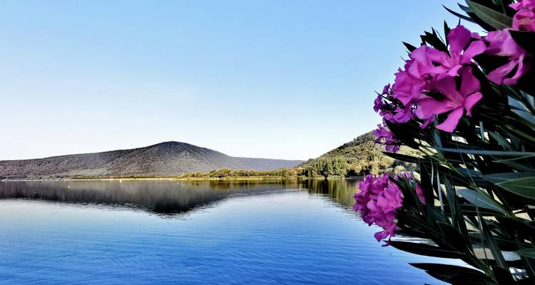 Lac calme avec des fleurs roses au premier plan.