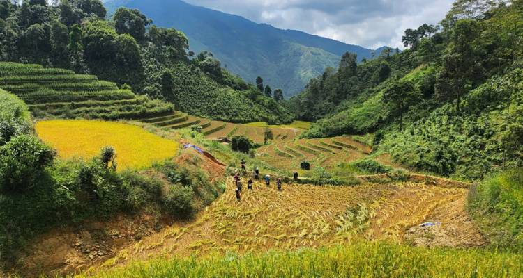 Terrassenförmige Reisfelder mit arbeitenden Menschen vor einer bergigen Kulisse.