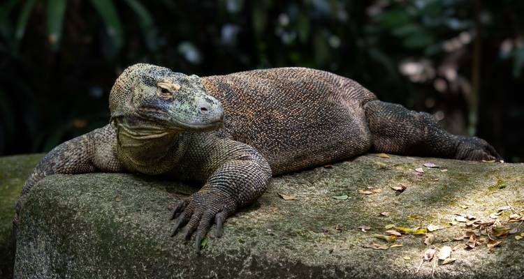 Bali y Flores: columpio en la selva, dragones de Komodo y felicidad en la playa (7 destinations) - journaway 6