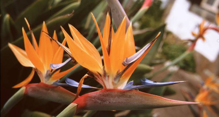 Portugal - Experimental Trip Madeira - More Than Just a "Flower Island" - Travel To Life 7