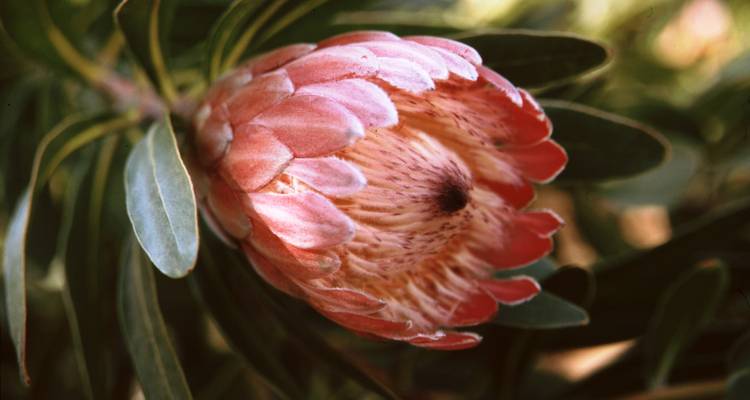 Portugal - Experimental Trip Madeira - More Than Just a "Flower Island" - Travel To Life 8