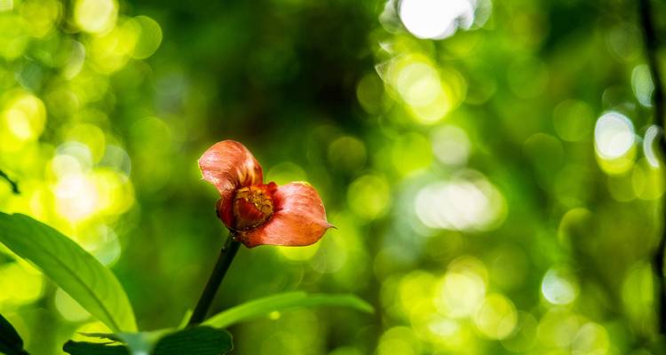 Sur les traces des trésors naturels du Costa Rica - Gebeco 5
