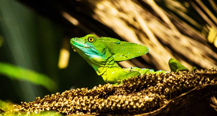 Sur les traces des trésors naturels du Costa Rica - Gebeco 2