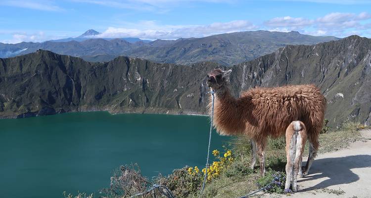 Ein Lama steht auf dem Rand eines Kraters über dem türkisfarbenen Quilotoa-See und den Anden-Bergen.