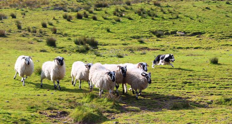 Les points forts de l'Irlande - Gebeco 5