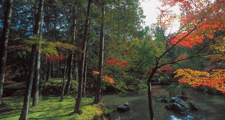 Japón compacto - Gebeco 2