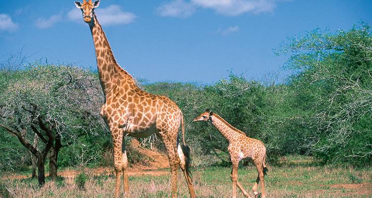 Kenia y Tanzania: sueños de sabana en un paraíso animal - Gebeco 2