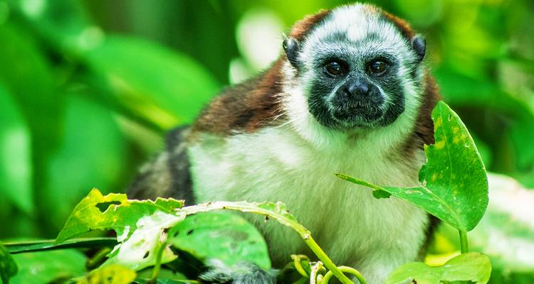 Découvrir le Costa Rica et le Panama en toute décontraction - Gebeco 10