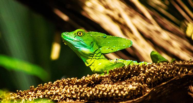 Pura Vida - El paraíso natural de Costa Rica - Gebeco 10