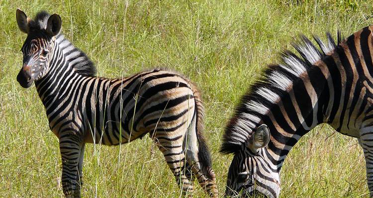 Magical South Africa - Gebeco 3