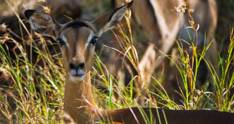 L'Afrique du Sud - la nature sauvage et l'océan Indien - Gebeco 5