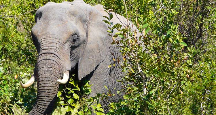 L'Afrique du Sud - la nature sauvage et l'océan Indien - Gebeco 3