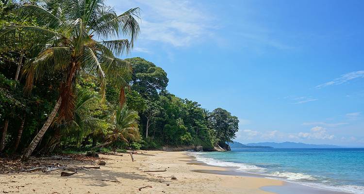 Plage isolée avec des palmiers et une eau bleue claire.