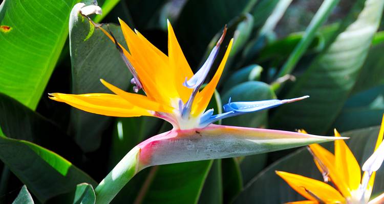 Flower Island Madeira - Gebeco 7