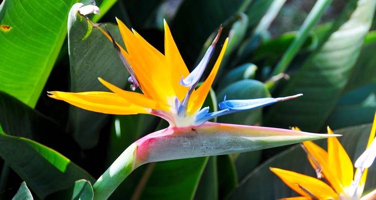 El paraíso de las flores Madeira y su hermana pequeña Porto Santo - Gebeco 5
