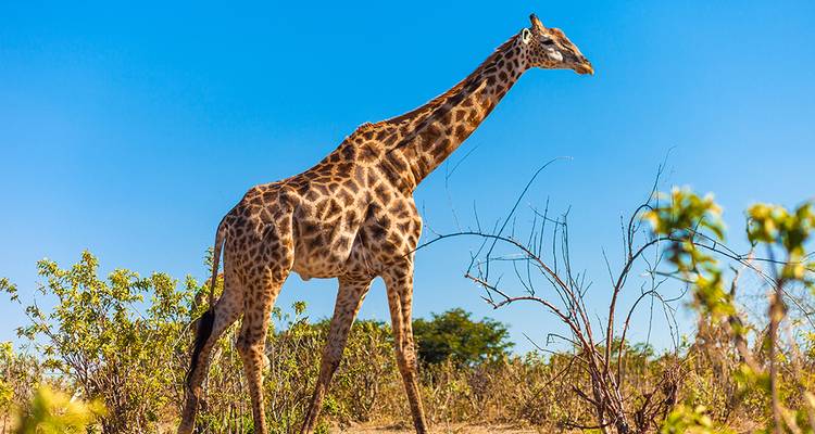 Afrique australe - Paradis naturel sans frontières - Gebeco 2