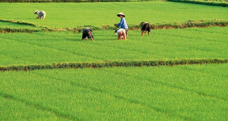 Conocer Vietnam - Gebeco 1