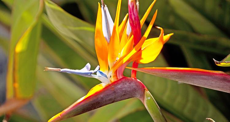Afrique du Sud ─ La magie de la Route des Jardins pour les épicuriens - Gebeco 3